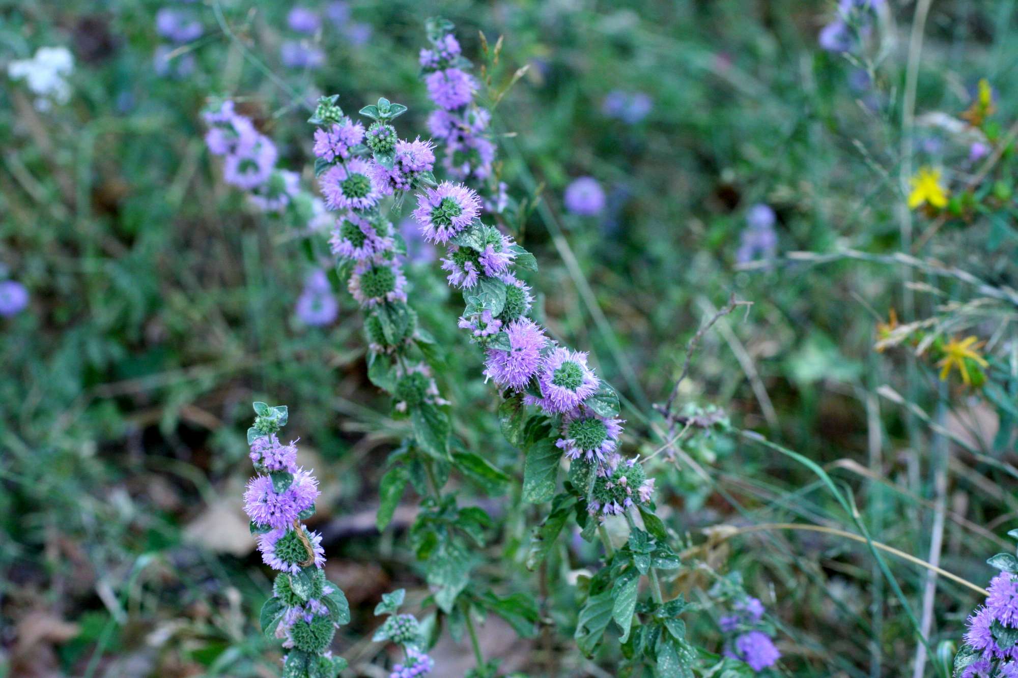 Mentha pulegium